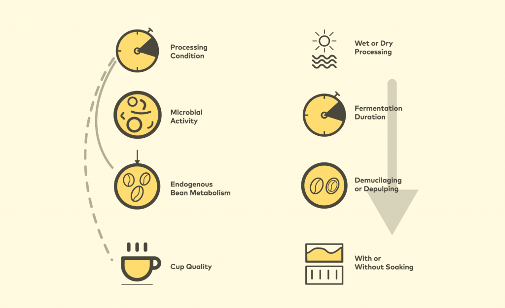 El fascinante proceso de fermentación del café | LaTazadeCafe